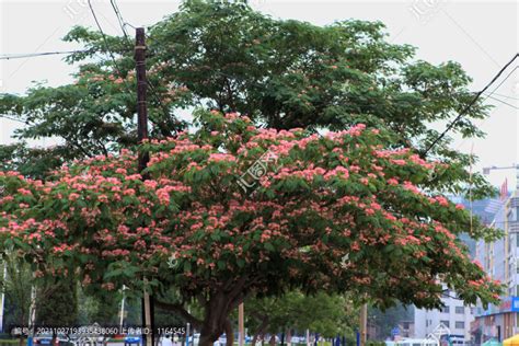 元朔 芙蓉树